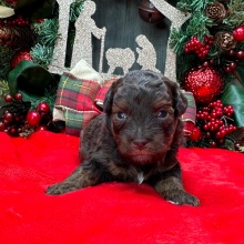 Havapoo Puppy Zack