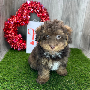 Havapoo Puppy Zack