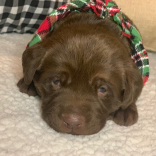 Labrador Retriever Puppy Cooper