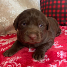 Labrador Retriever Puppy Apollo