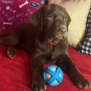 Labrador Retriever Puppy Apollo
