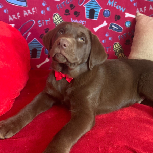 Labrador Retriever Puppy Apollo