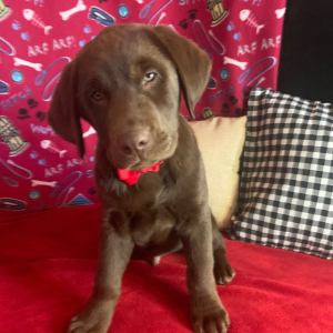 Labrador Retriever Puppy Apollo