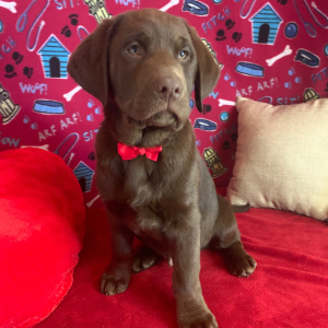 Labrador Retriever Puppy Apollo