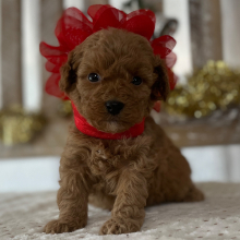 Goldendoodle Puppy Lola
