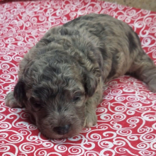 Goldendoodle Puppy Carly