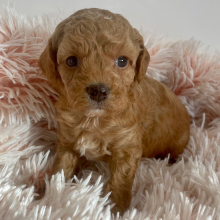 Cavapoo Puppy Celine