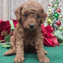 Goldendoodle Puppy Buttons