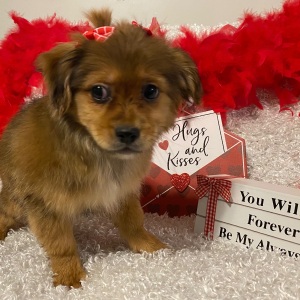 Mi-Ki Puppy Mary