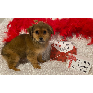 Mi-Ki Puppy Mary