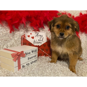 Mi-Ki Puppy Mary