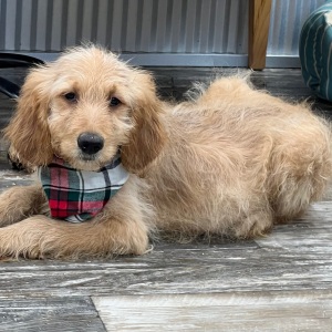 Goldendoodle Puppy Kramer