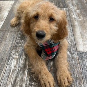 Goldendoodle Puppy Kramer