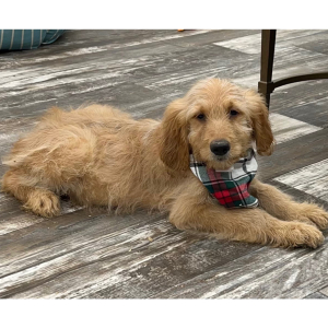 Goldendoodle Puppy Kramer