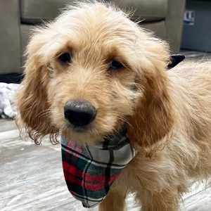 Goldendoodle Puppy Kramer