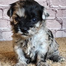 Shihpoo Puppy Ava