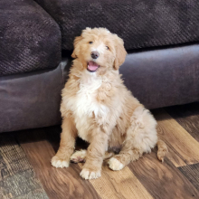 Goldendoodle Puppy Miss Hope