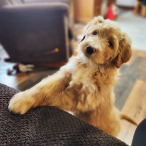 Goldendoodle Puppy Miss Hope