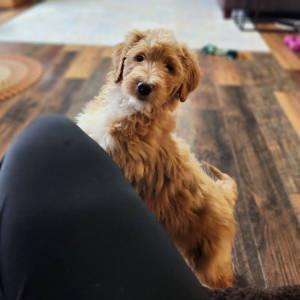 Goldendoodle Puppy Miss Hope