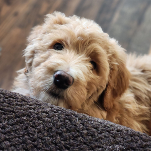 Goldendoodle Puppy Miss Hope