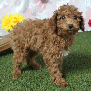 Poodle Puppy Kimmy