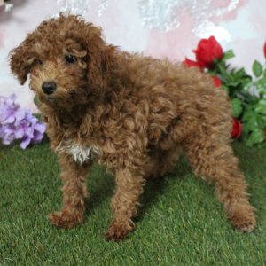 Poodle Puppy Kimmy
