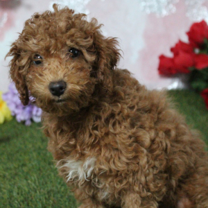 Poodle Puppy Kimmy