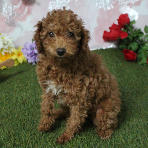 Poodle Puppy Kimmy