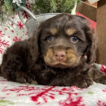 Cocker Spaniel Puppy Gracie