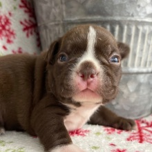 Boston Terrier Puppy Holly
