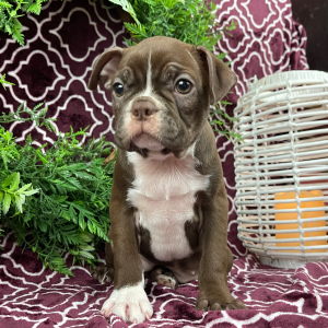 Boston Terrier Puppy Holly