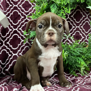 Boston Terrier Puppy Holly