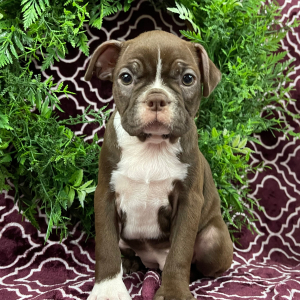 Boston Terrier Puppy Holly