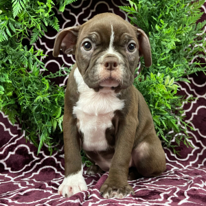 Boston Terrier Puppy Holly