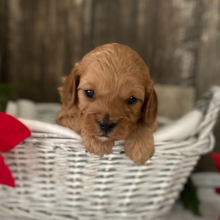 Cavapoo Puppy Kyle