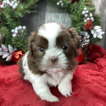 Shih Tzu Puppy Daniel