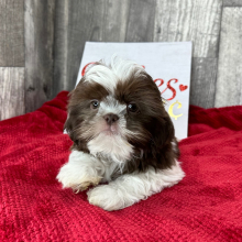 Shih Tzu Puppy Daniel