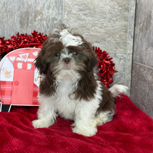 Shih Tzu Puppy Daniel