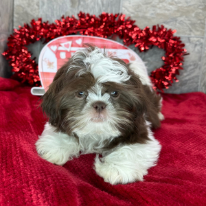 Shih Tzu Puppy Daniel
