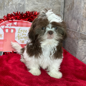 Shih Tzu Puppy Daniel