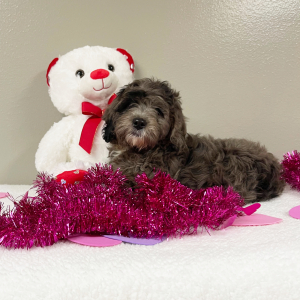 Goldendoodle Puppy Autumn
