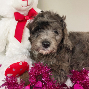 Goldendoodle Puppy Autumn
