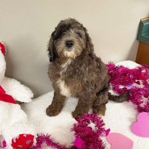 Goldendoodle Puppy Autumn