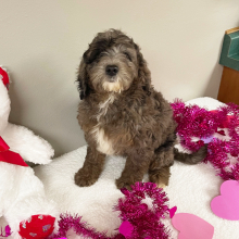 Goldendoodle Puppy Autumn