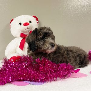 Goldendoodle Puppy Autumn