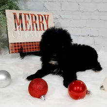 Portuguese Water Dog Puppy Opal