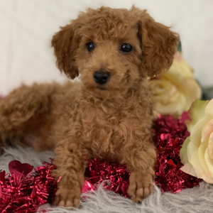 Poodle Puppy Jensen