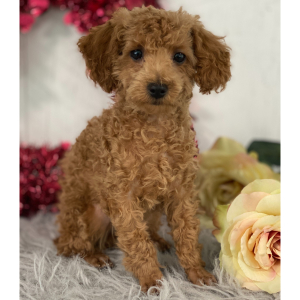 Poodle Puppy Jensen