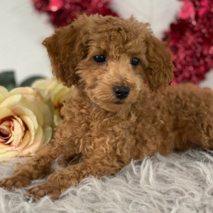 Poodle Puppy Jensen