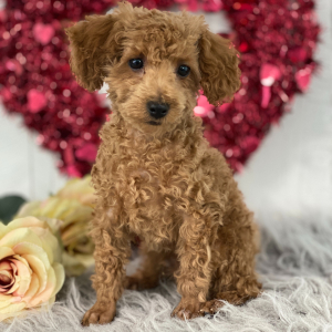 Poodle Puppy Jensen